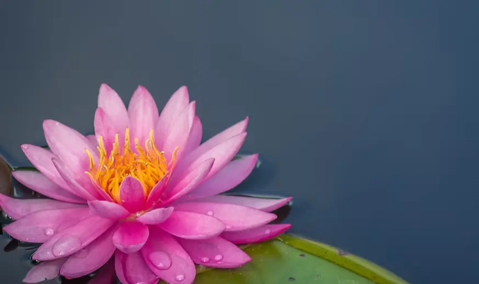 Lotus flower - distant reiki healing session